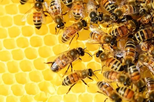 Quel est le symbole de l'abeille?