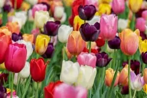 rêver de fleurs