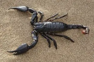 Pourquoi rêver de scorpion ?