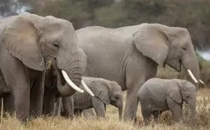 rêver d'éléphant ?