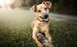Pourquoi rêver de chien ?