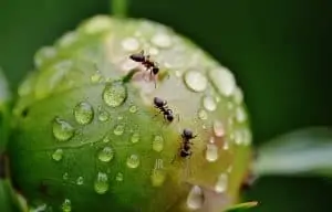 Pourquoi rêver de fourmis ?