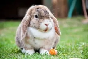 Pourquoi rêver de lapin ?