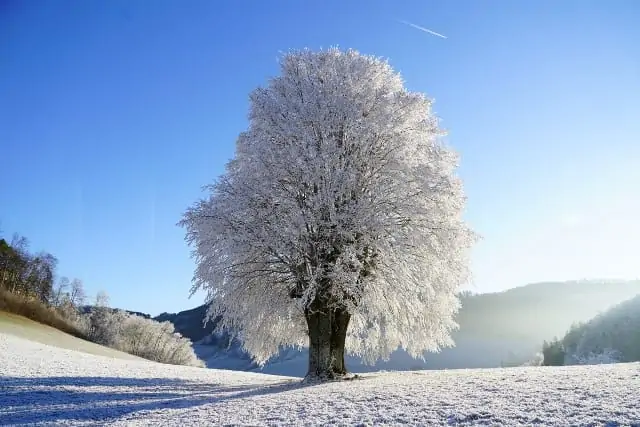 Rêve d'arbre, sa signification et interprétation précise.