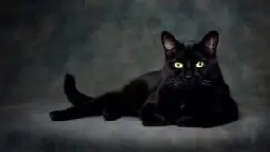 Le guide complet des superstitions et croyances populaires