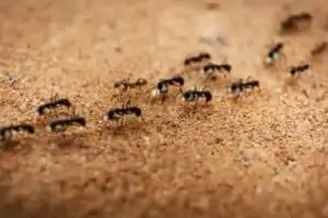 Fourmis les symboles et les superstitions