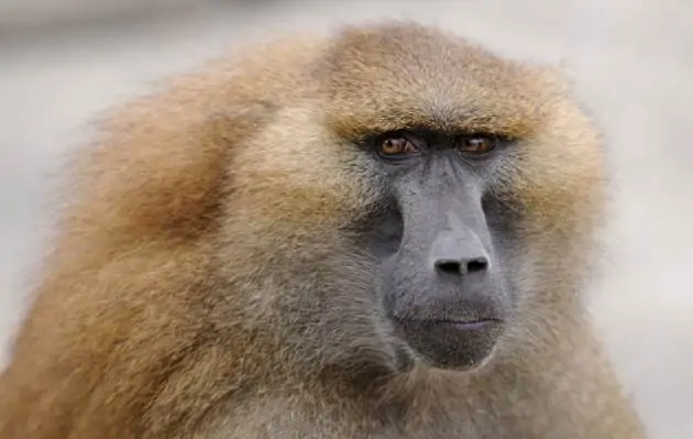 Pourquoi rêver de babouin ?