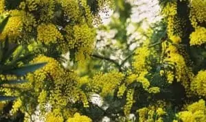 superstitions sur l'acacia
