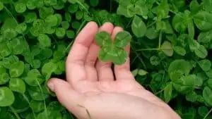 superstitions sur le trèfle à quatre feuilles: