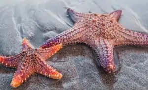 Pourquoi rêver d'étoile de mer ?