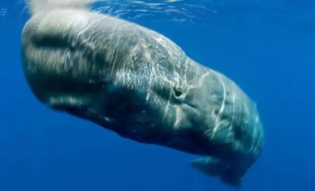 Pourquoi rêver de baleine ?