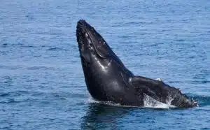 Rêver de baleine : quelles interprétations, analyses et significations ?