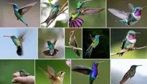 Pourquoi rêver de colibri ?