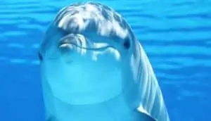 Pourquoi rêver de dauphin ?