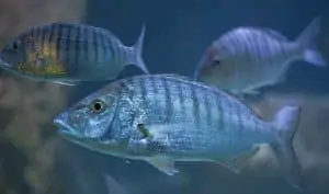 Pourquoi rêver de poissons ?
