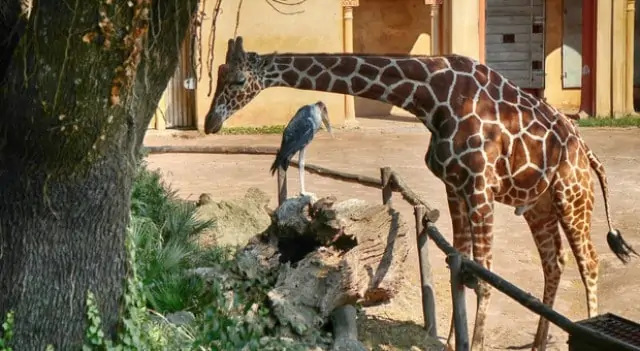 Pourquoi rêver de zoo ?