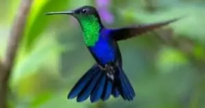 Colibri symbolisme et animal Totem