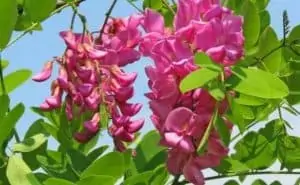 Pourquoi rêver d'acacia ?