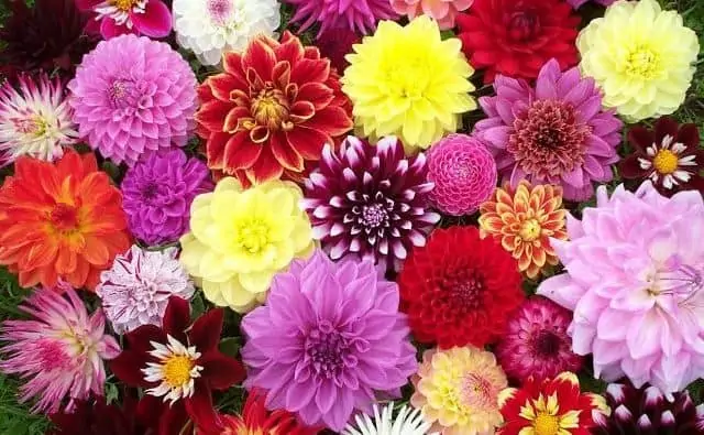 Pourquoi rêver de dahlia ?