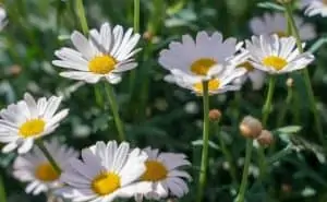 Pourquoi rêver de marguerite ?