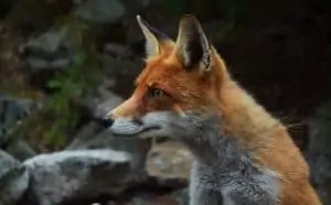 Pourquoi rêver de renard ?