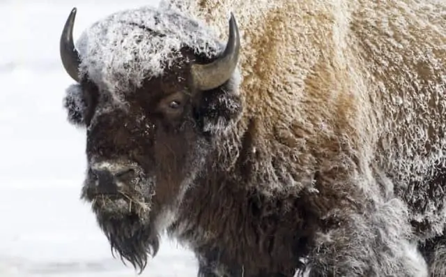 Pourquoi rêver de buffle ?