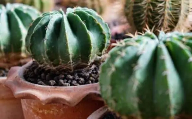 Pourquoi rêver de cactus ?