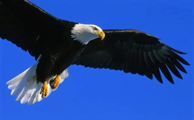 Pourquoi rêver d'aigle ?