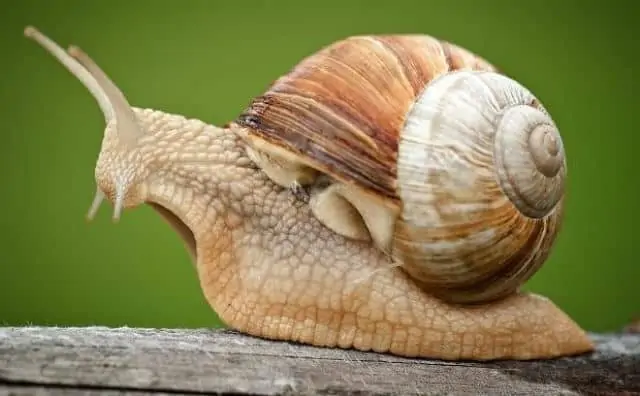 rêver d'escargot