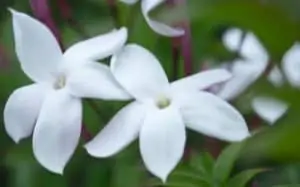 rêver de jasmin