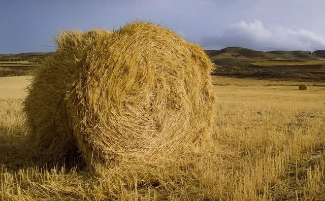 Pourquoi rêver de paille ?