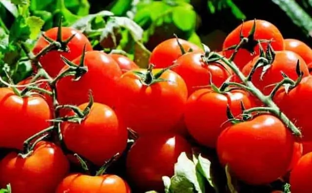 Pourquoi rêver de tomate ?