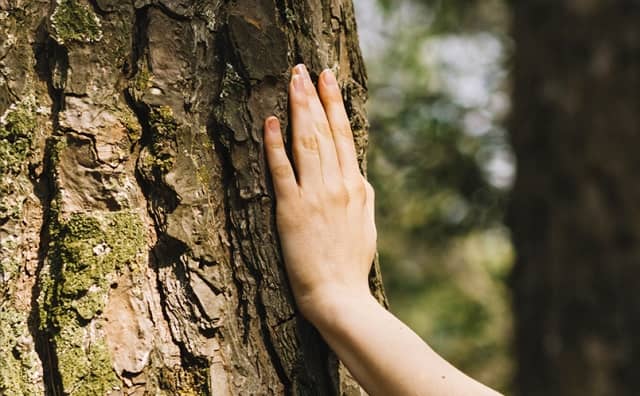 Arbre et superstitions