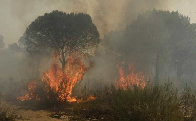 rêver d'arbre en feu