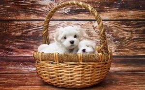 rêver d'avoir un chien