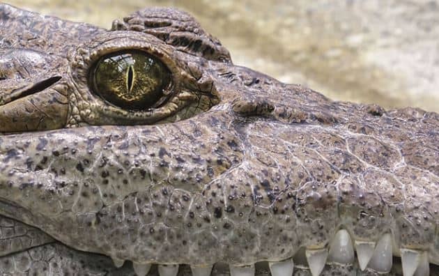 rêver de crocodile dans la maison