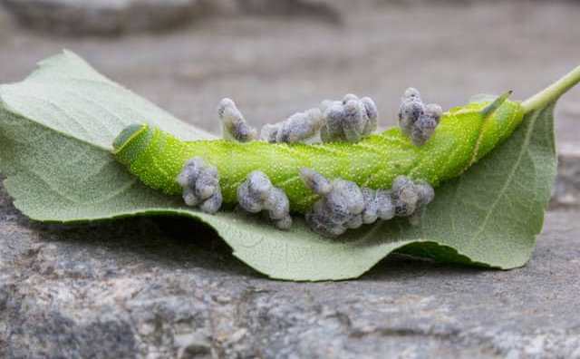 rêver de parasites significations