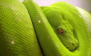 serpent et superstitions