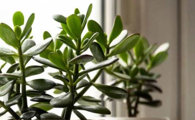 plantes pour attirer l'argent :