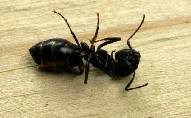 rêver d'écraser des fourmis