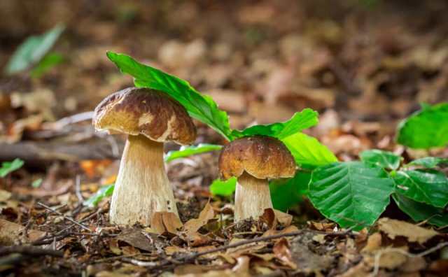 rêver de champignons