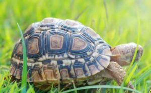 Rêver de tortue
