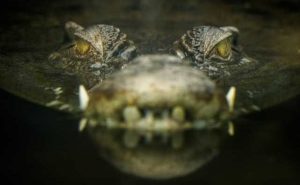 rêver de crocodile