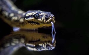 signification spirituelle du serpent