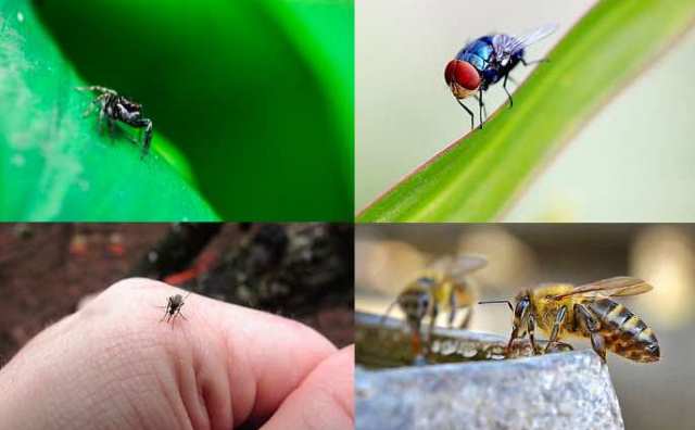 Signification spirituelle des insectes