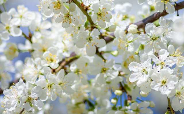 Fleur d'abricotier et symbole