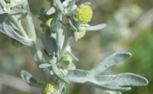 Fleur d'absinthe et symbole