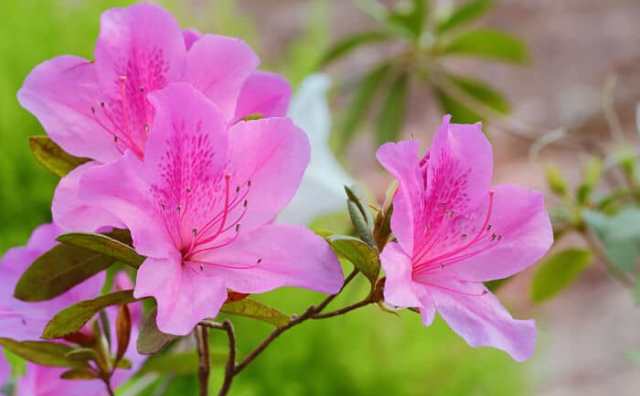 Fleur l'azalée et symbole