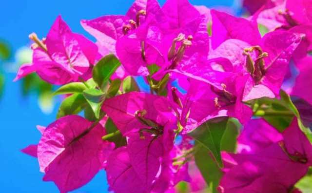 Bougainvillier dans le langage des fleurs : signification et symbole