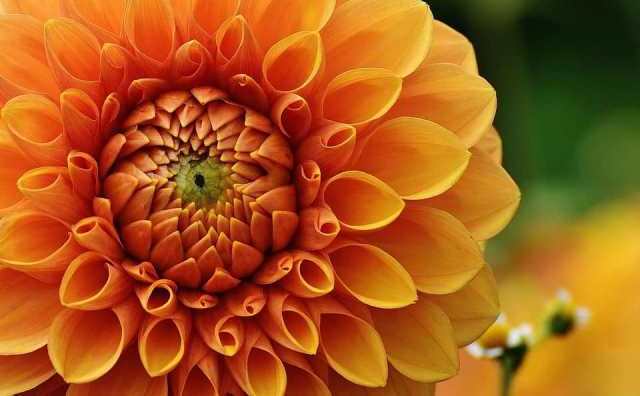 Dahlia signification et symbole